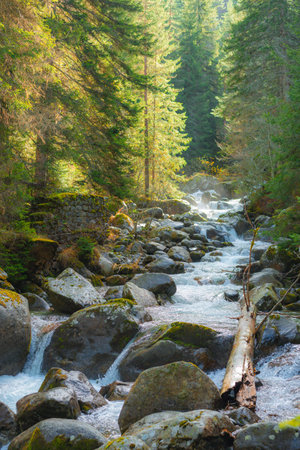 A small stormy river in the Pirin mountains in autumn. The Demyanitsa river flows in a mountain coniferous forestの写真素材