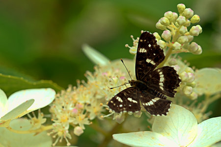 Araschnia levana butterfly on white flowersの写真素材