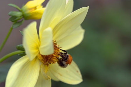 A bumblebee collects pollen from a yellow flowerの写真素材