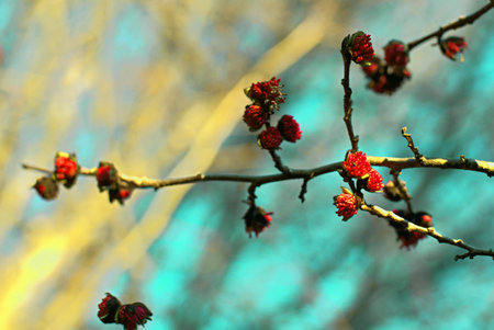 Bright red flowers of the Persian ironwood parrotia persica on a bright sunny day, a harbinger of springの写真素材
