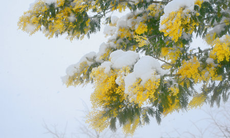 Delicate mimosa flowers on a bush covered with melting snow after a snowfall.の写真素材