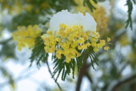 Delicate mimosa flowers on a bush covered with melting snow after a snowfall.の写真素材
