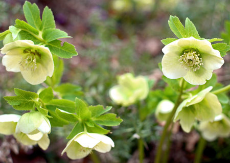 Hellebore flowers first spring flowersの写真素材