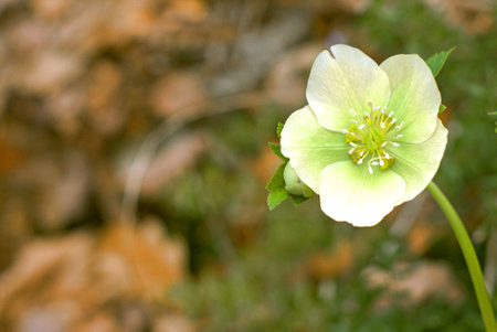 Hellebore flowers first spring flowersの写真素材