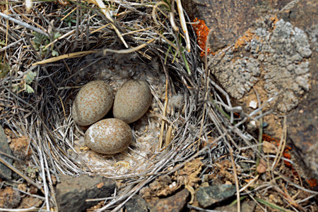 Three bird eggs in a nestの写真素材