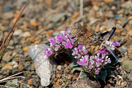 The brown grasshopper is perfectly camouflaged among the rocks. Natural mimicry and adaptation in the wild.の写真素材