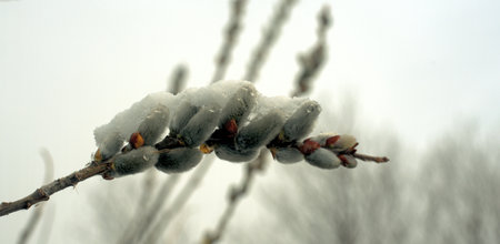Spring willow branch covered with snow.の写真素材