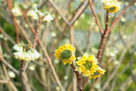 Yellow flowers of Edgeworthia Chrysantha, also known as Japanese Paper Bush.の写真素材