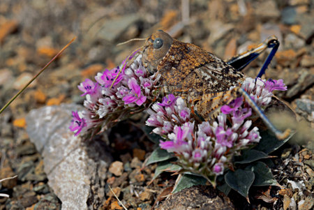 The brown grasshopper is perfectly camouflaged among the rocks. Natural mimicry and adaptation in the wild.の写真素材
