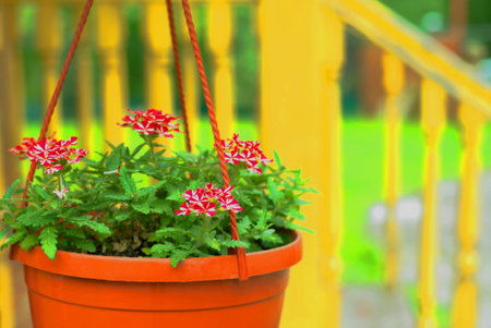 Red and white verbena in a pot hanging on a yellow porch of a houseの写真素材