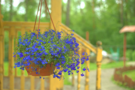 Small blue lobelia flowers hanging in a pot on the porch of a houseの写真素材