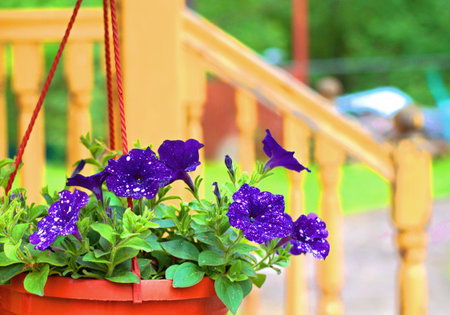 Purple marble petunia in hanging pot on porch with yellow railingsの写真素材