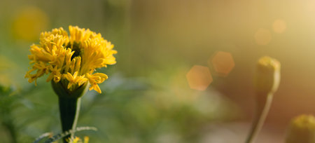 kenikir or Tagetes erecta yellow, in the garden bright morning, natural backgroundの写真素材
