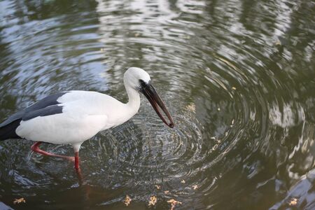 egret foraging in the waterの写真素材