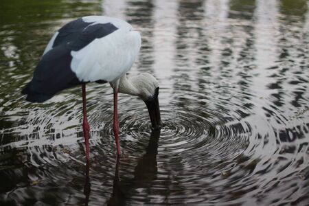 egret foraging in the waterの写真素材