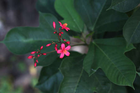 pink flowers on the plant shrub
