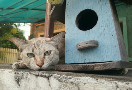 Brown cat lying on house fence,  staringの素材