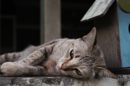 lying brown pet cat on top of wallの写真素材