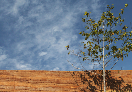 tree with rammed earth wall material texture on blue sky backgroundの写真素材