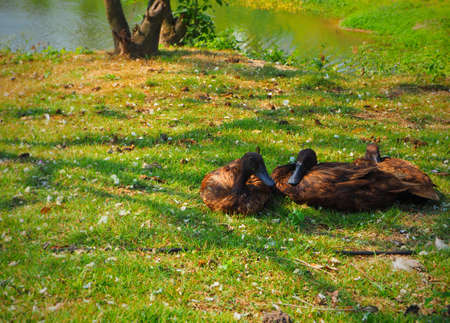 The duck and grassの写真素材