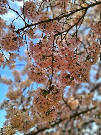 Japan Sakura Tree and Skyの写真素材