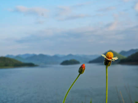 Small Plant and sea and sky