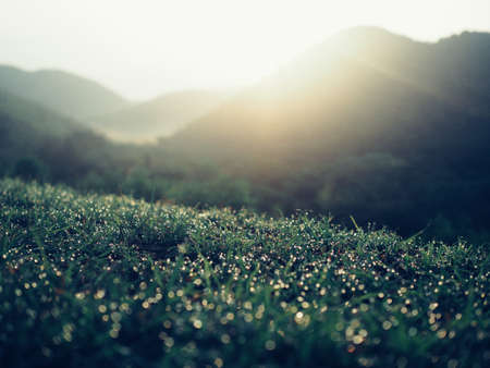 Sunrise and grass and the mountain (Vintage)の写真素材