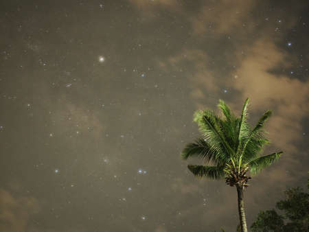 Coconut Tree and the starの写真素材