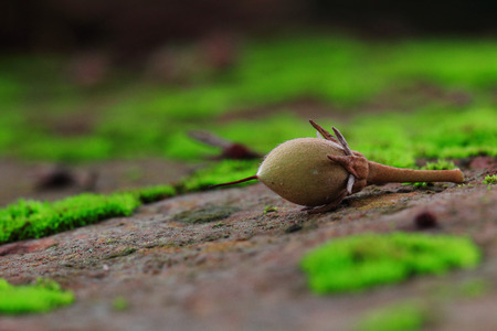 fallen flower