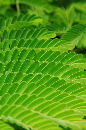 leaf wingの写真素材