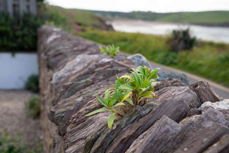 Traditional Weathered Slate Wall in Devon going into the distance with moss, lichen and a small...