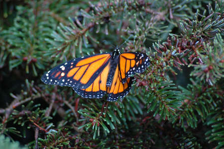 butterflyの写真素材