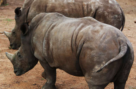 Baby Rhinos in Thabazimbi, South Africa 2012の写真素材