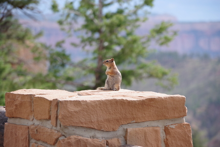 Squirrel on stoneの写真素材