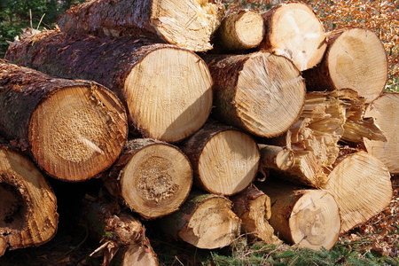 Woodpile with tree trunksの写真素材