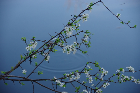 Flowering branch with water surfaceの写真素材