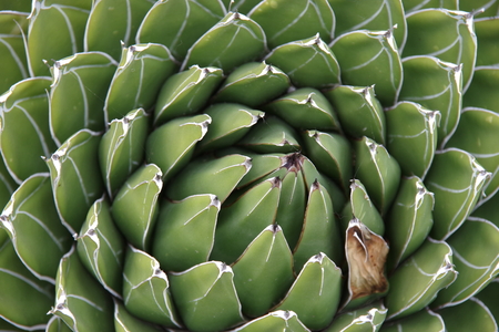 agave viktoria reginaの写真素材
