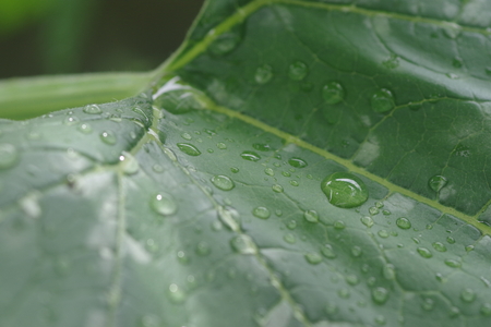 Leaf with raindropsの写真素材