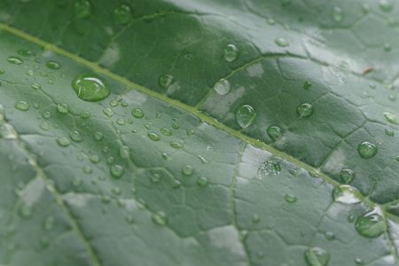 Leaf with raindropsの写真素材