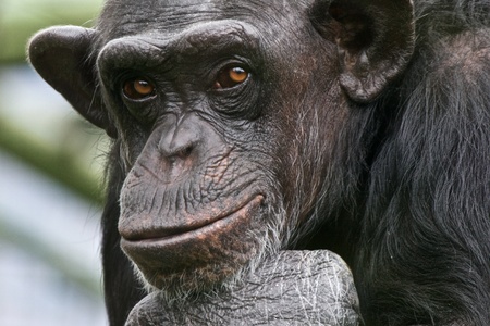 Sad Chimpanzee thinking about his lifeの写真素材