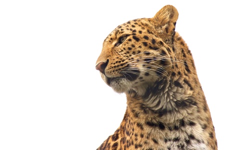 Isolated Chinese Leopard looking out for its prey with lots of space for your textの写真素材