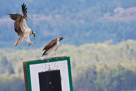 Juvenily Canadian osprey landing on a signpost next to its mateの写真素材