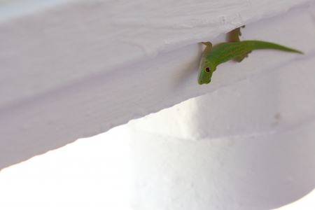 Side shot of an endemic green gecko of the Seychelles, walking down a wooden pillarの写真素材