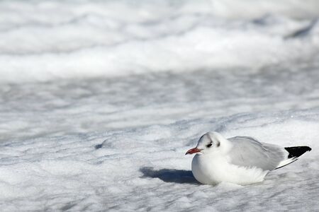 Bleack-headed gull sitting in the snowの写真素材