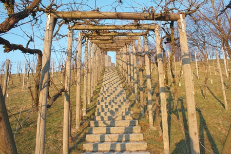 Stone staircase under grapevines leading up to the tower hill of Freiburg Seepark, Germanyの写真素材