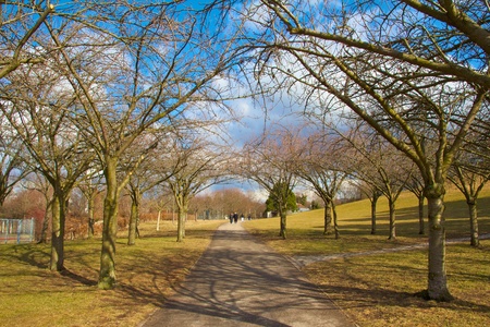 Path under winter trees in a park in Freiburg, Germany with people walking on a Sunday afternoon