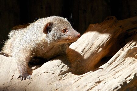 Grey mongoose looking out for its preyの写真素材