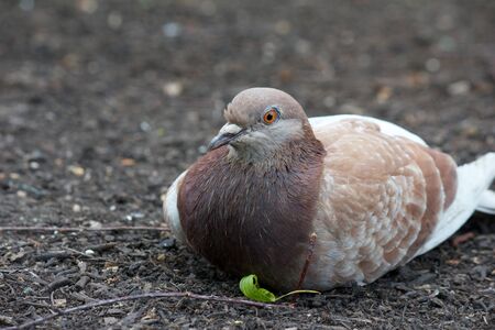 Relaxed common pigeon sitting in the dirtの写真素材