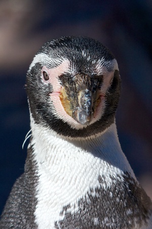 Cute young Humboldt Penguin looking into the camera on a sunny summer dayの写真素材