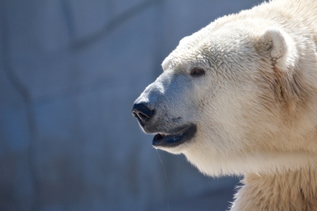 Grim polar bear walking and droolingの写真素材